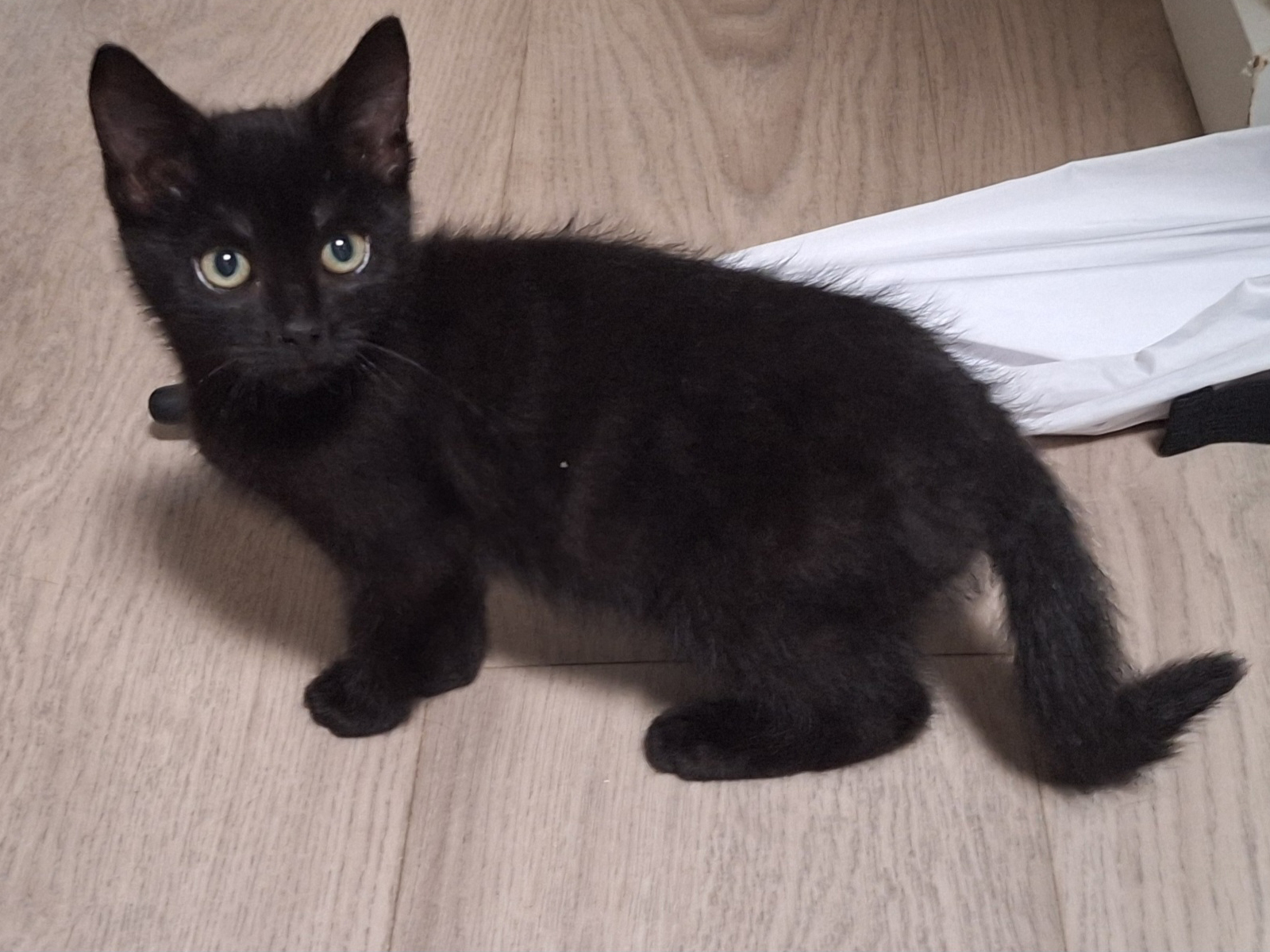 Foto Mirabel