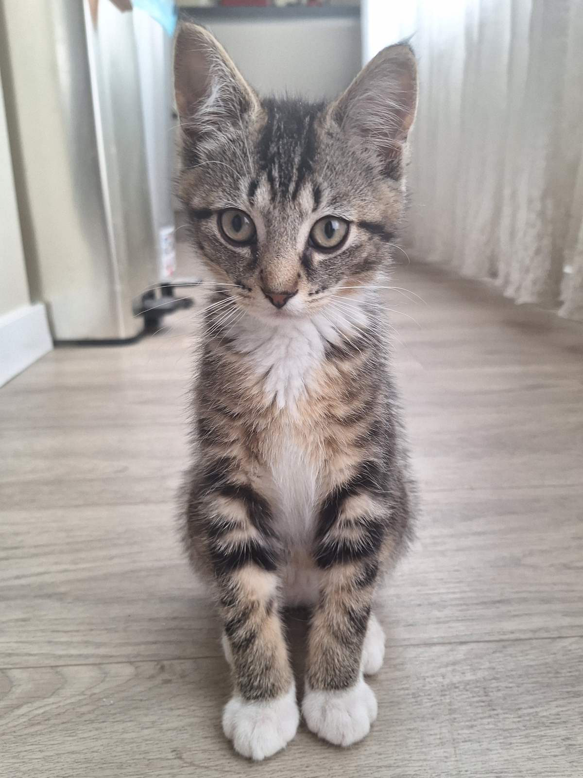 Foto Pimmie
