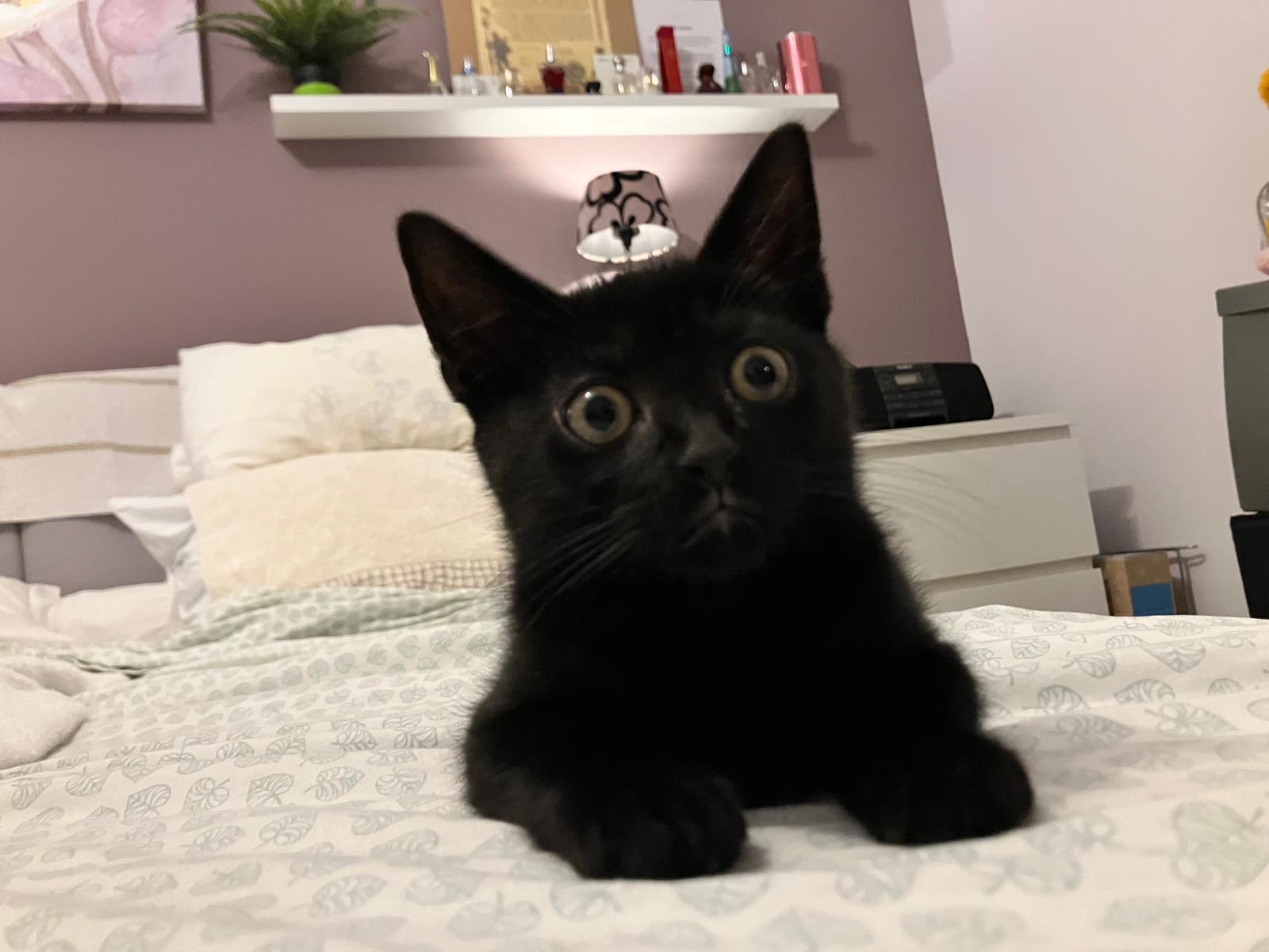Foto Georgie