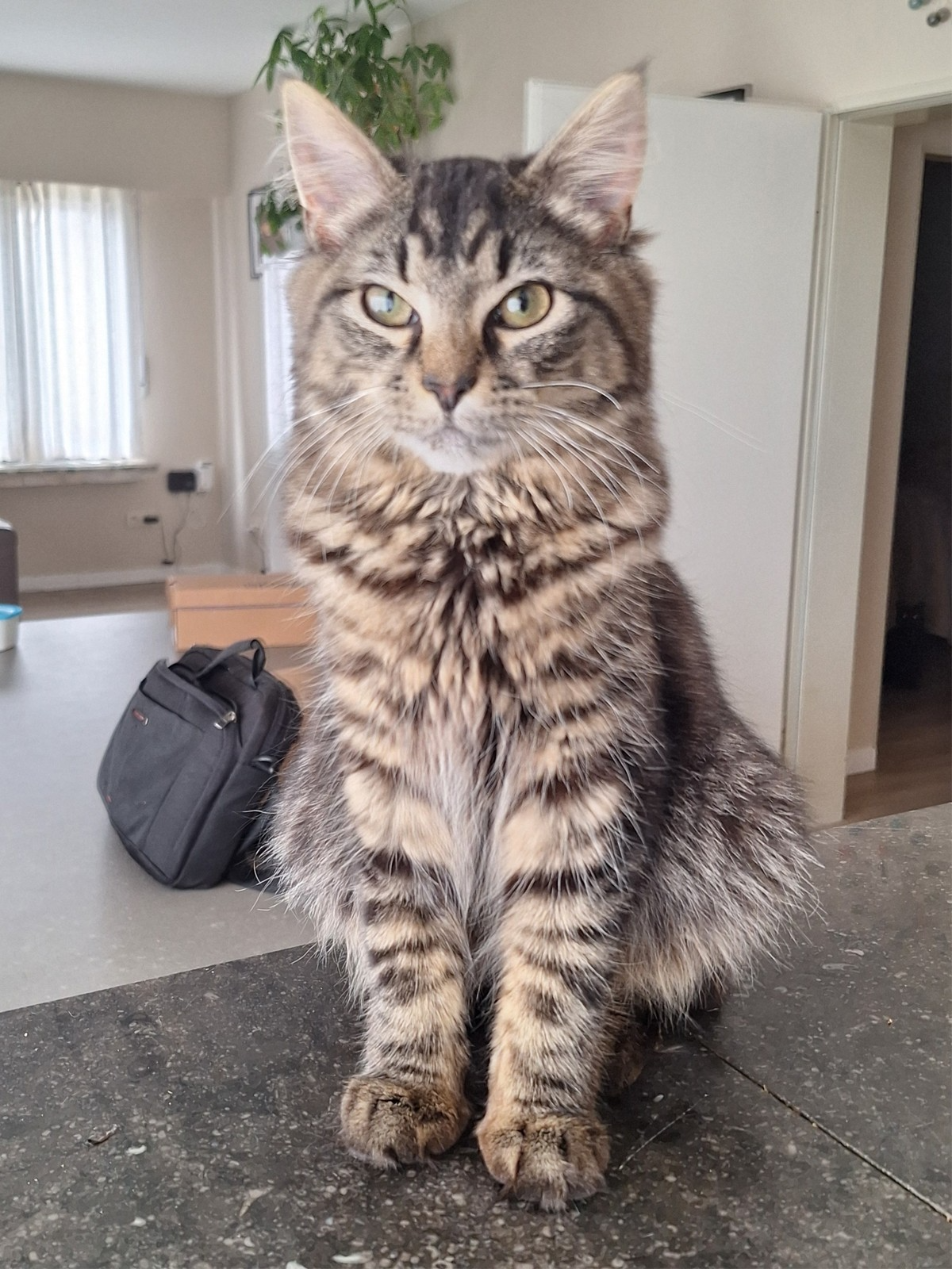Foto Misty