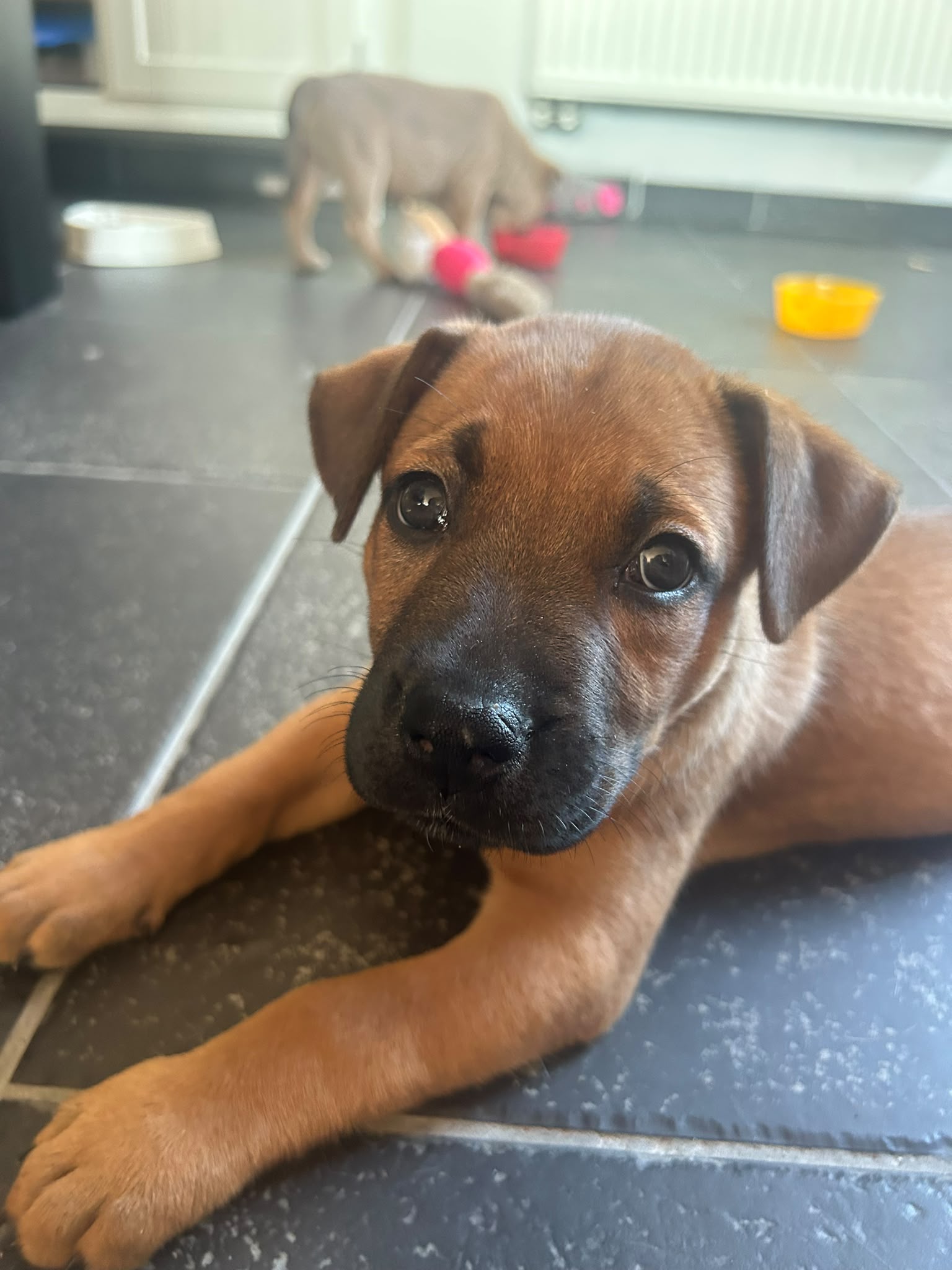 Pups Mechelse herder kruising