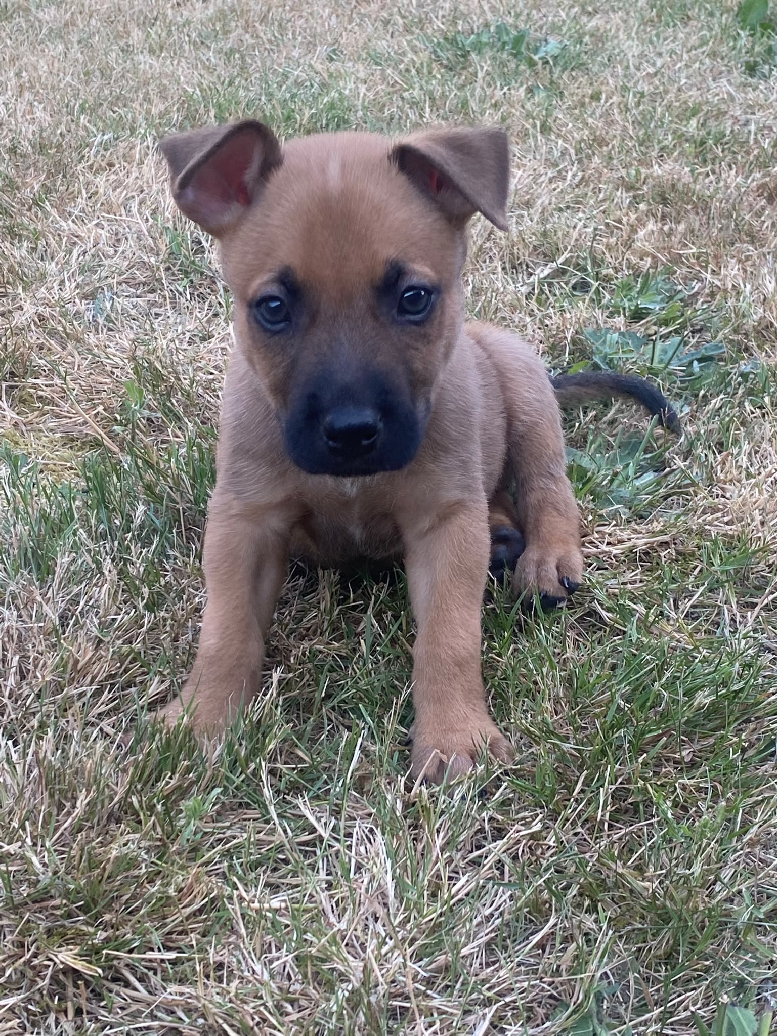 Pups Mechelse herder kruising