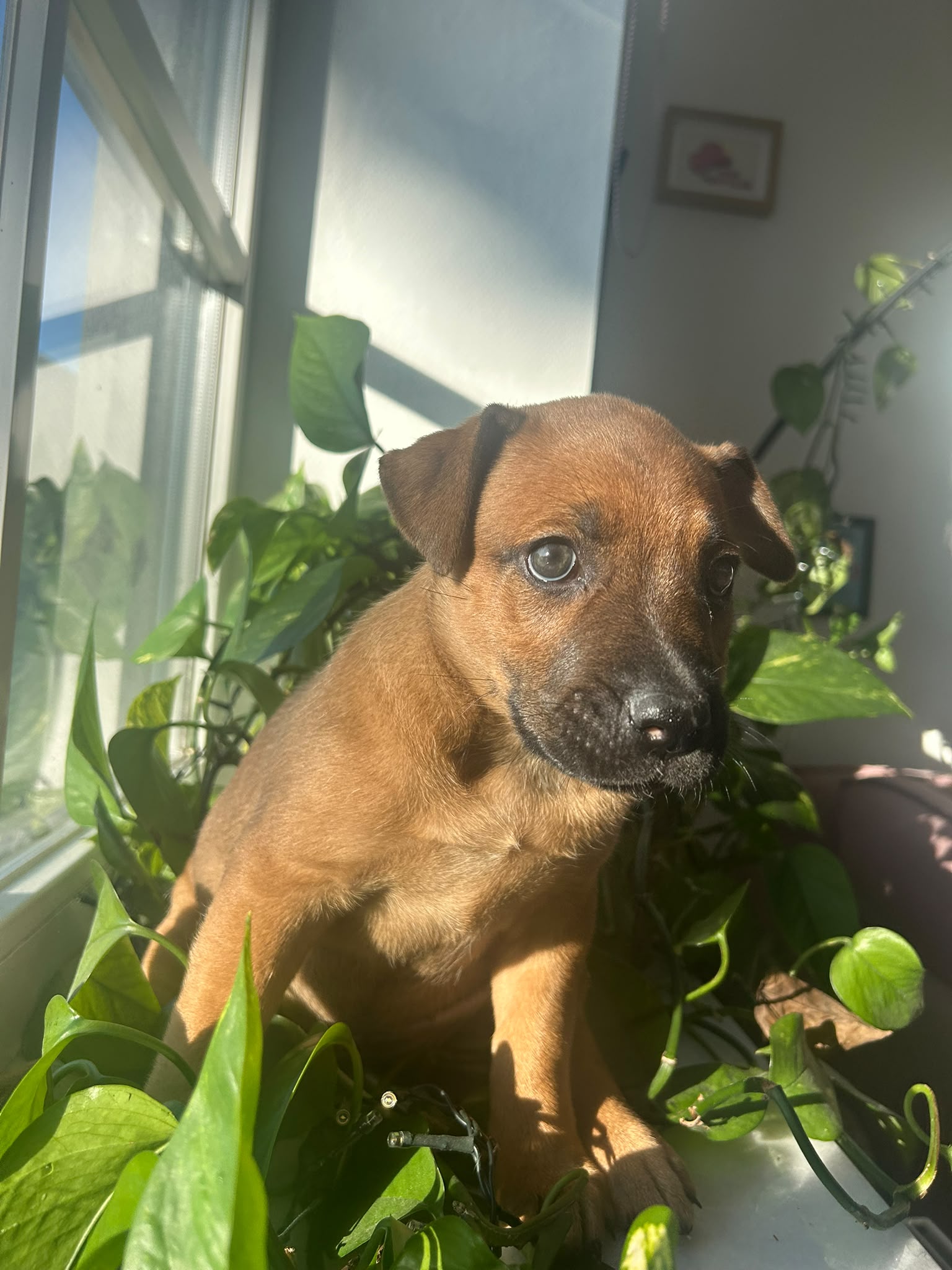 Pups Mechelse herder kruising