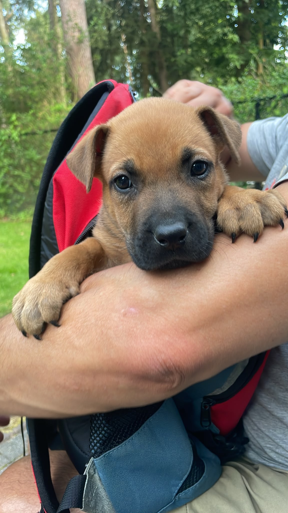 Pups Mechelse herder kruising