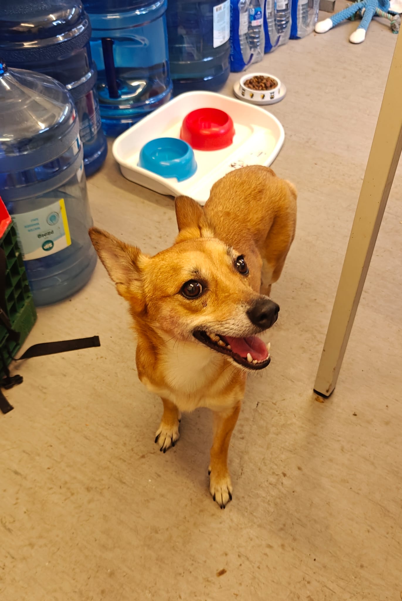 Missy - ♀ - 5 jaar en 0 maand - Kruising