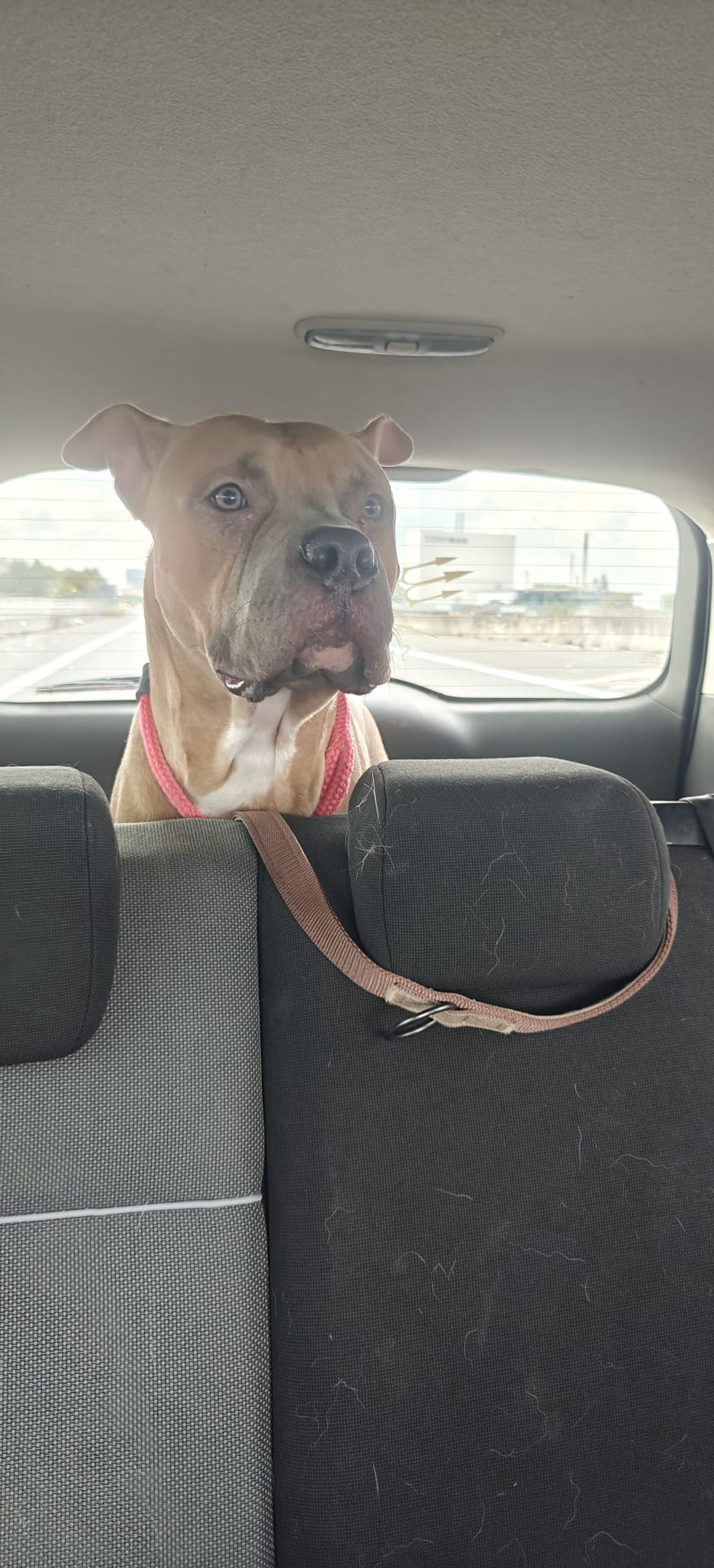 Sky - ♂ - 1 jaar en 3 maand - Amerikaanse Staffordshire Terrier