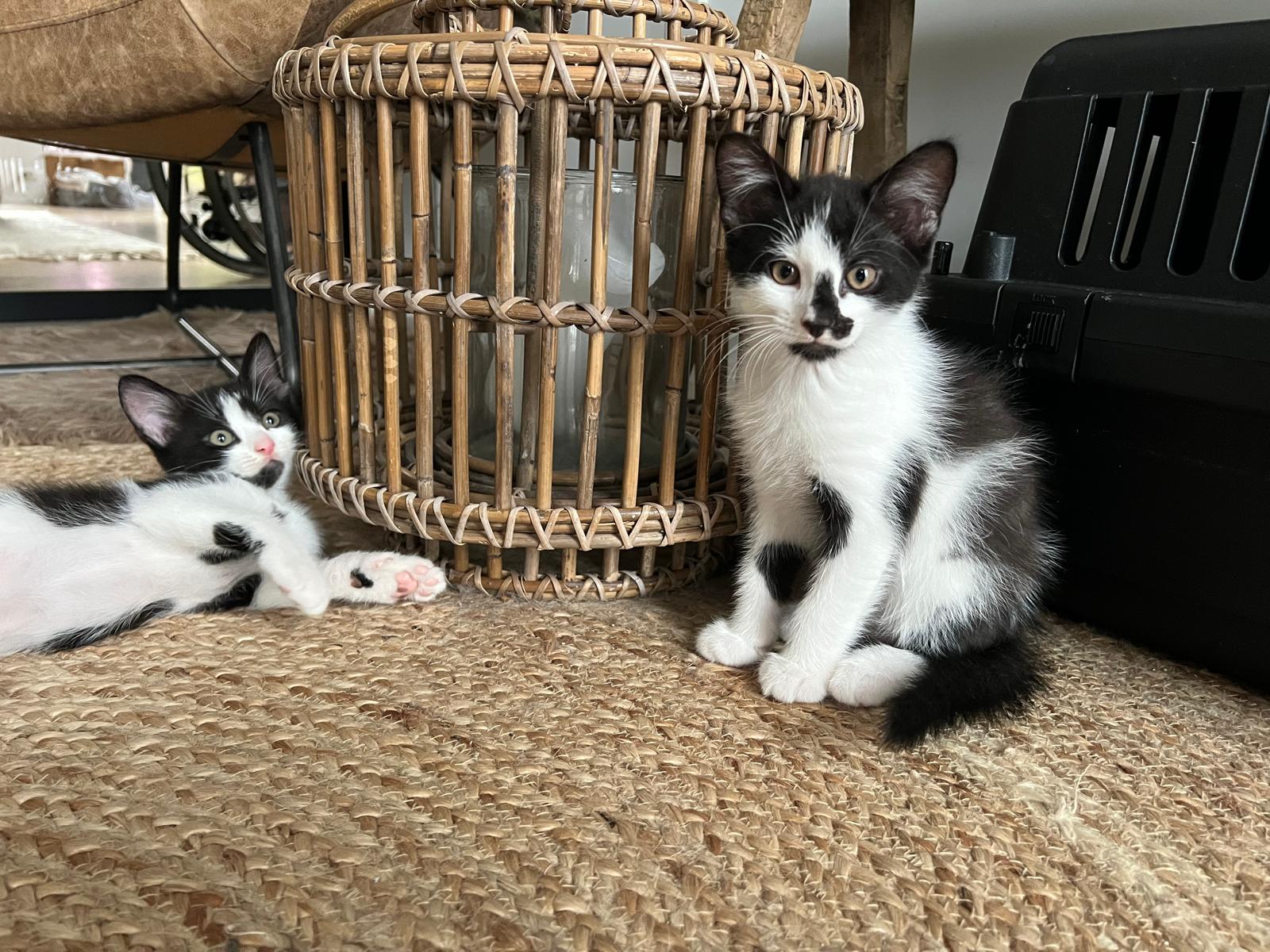 Edgar Allan Paws (snor) ( en Oscar Wildcat)
