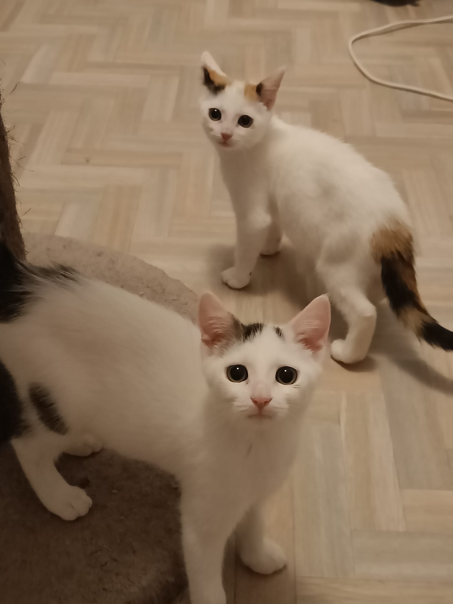 Olijfje (wit) (en Elsa)