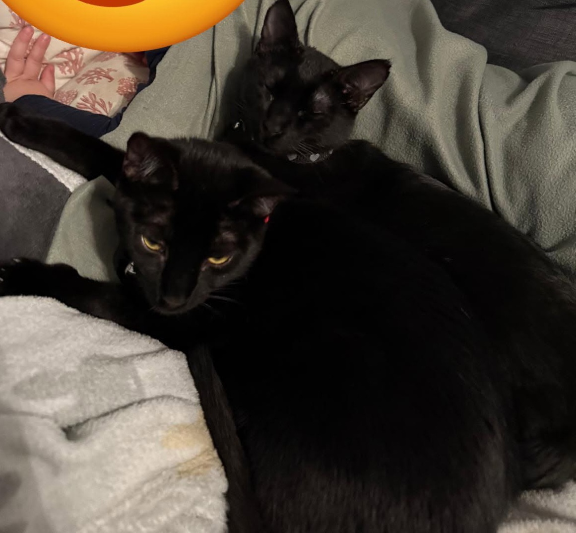 Jinx (en Jesse) van het kattencafe