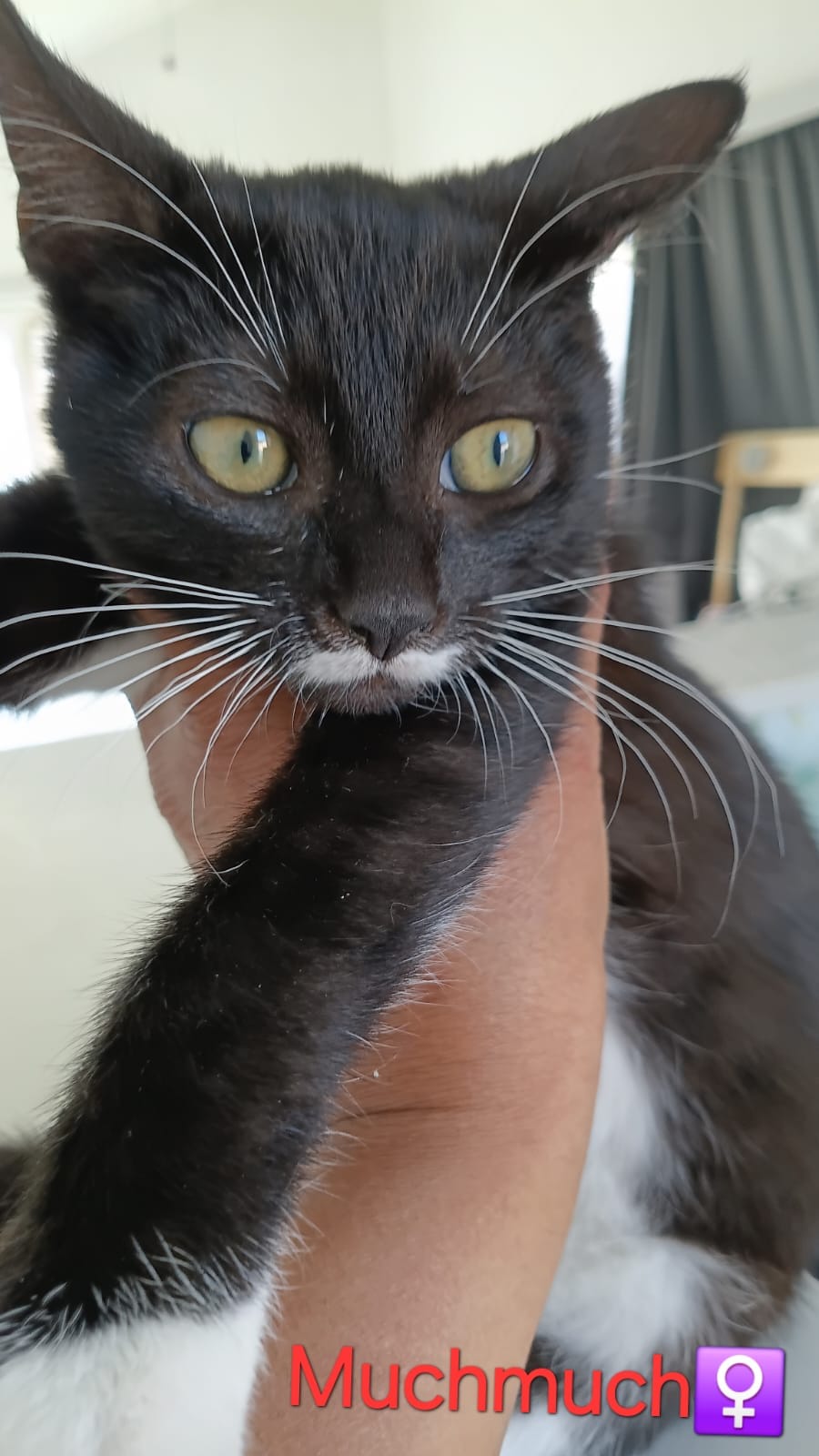 Mushmush van het kattencafe duo met Viviennne