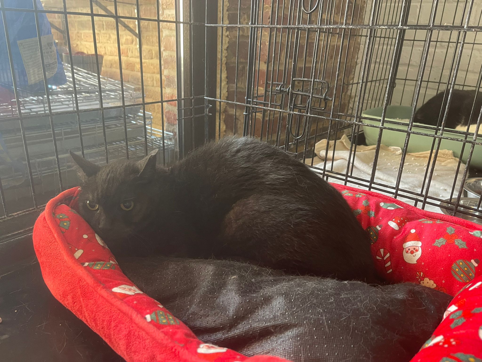 Toet van het kattencafe