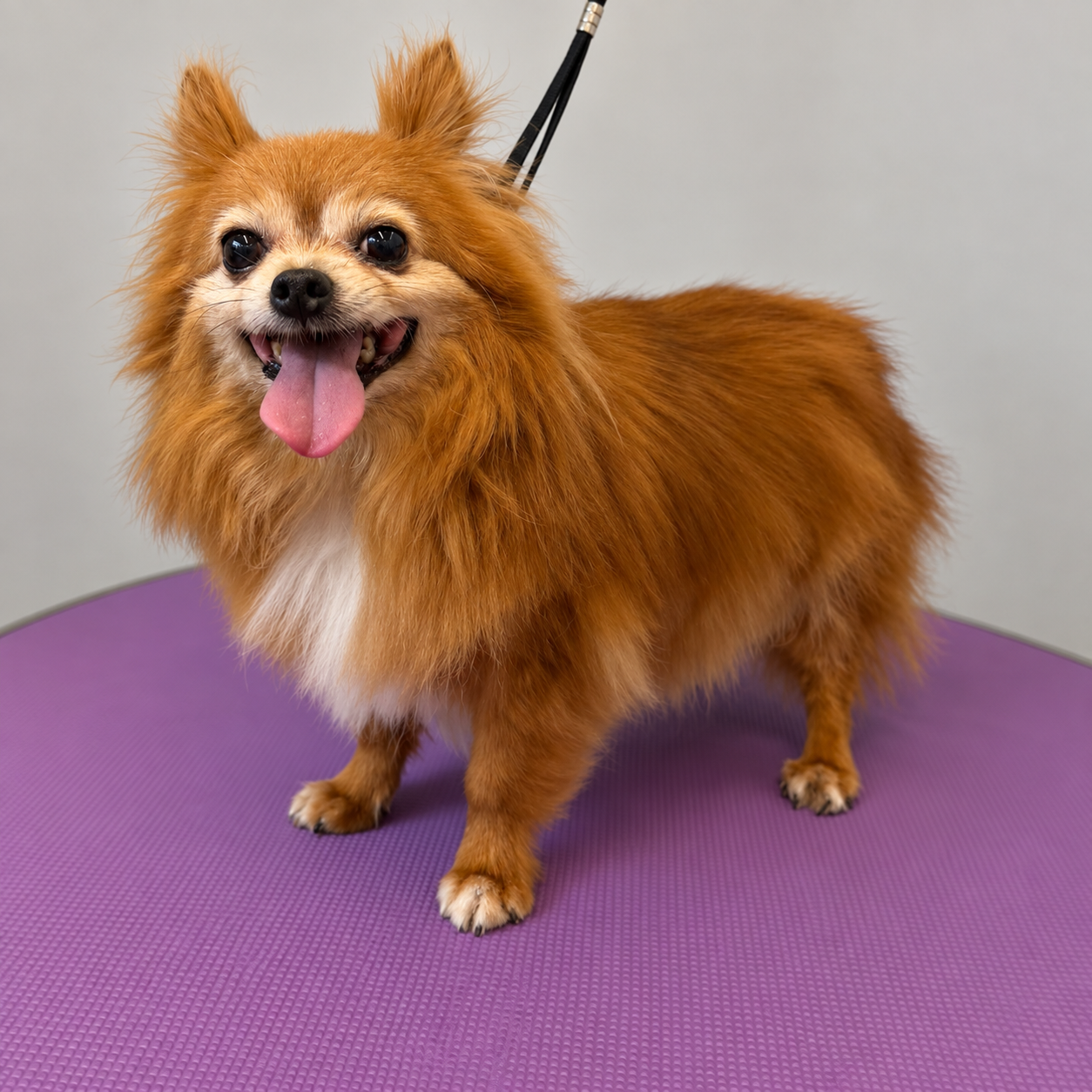 Mickey - ♂ - 12 jaar en 5 maand - Chihuahua