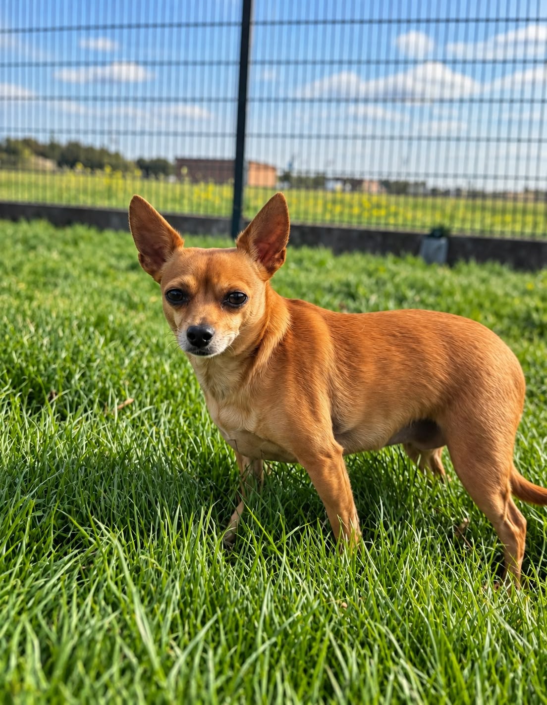 Louna - ♀ - 10 jaar en 3 maand - Chihuahua