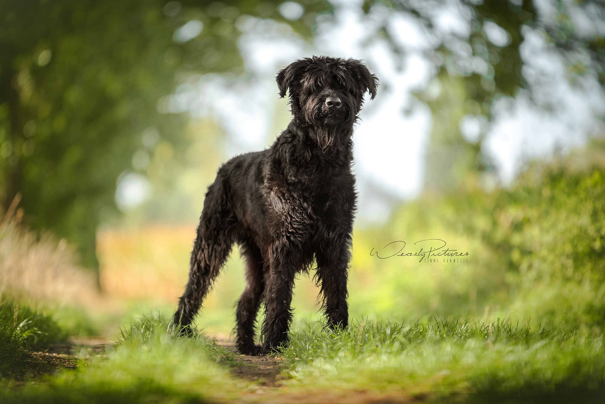 Cocoa - ♀ - 6 jaar en 6 maand - Schnauzer