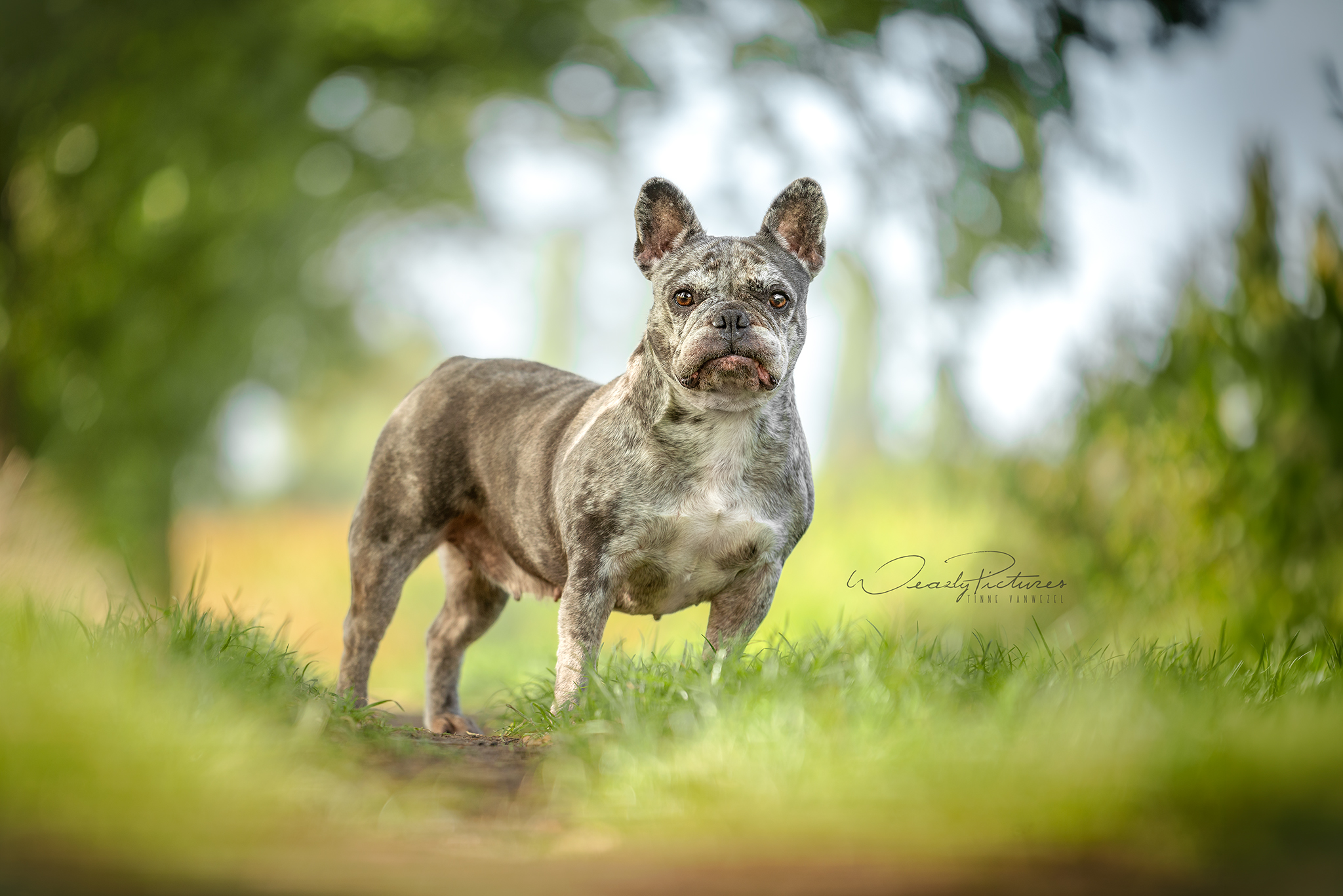 Chanel - ♀ - 7 jaar en 6 maand - Franse Bulldog