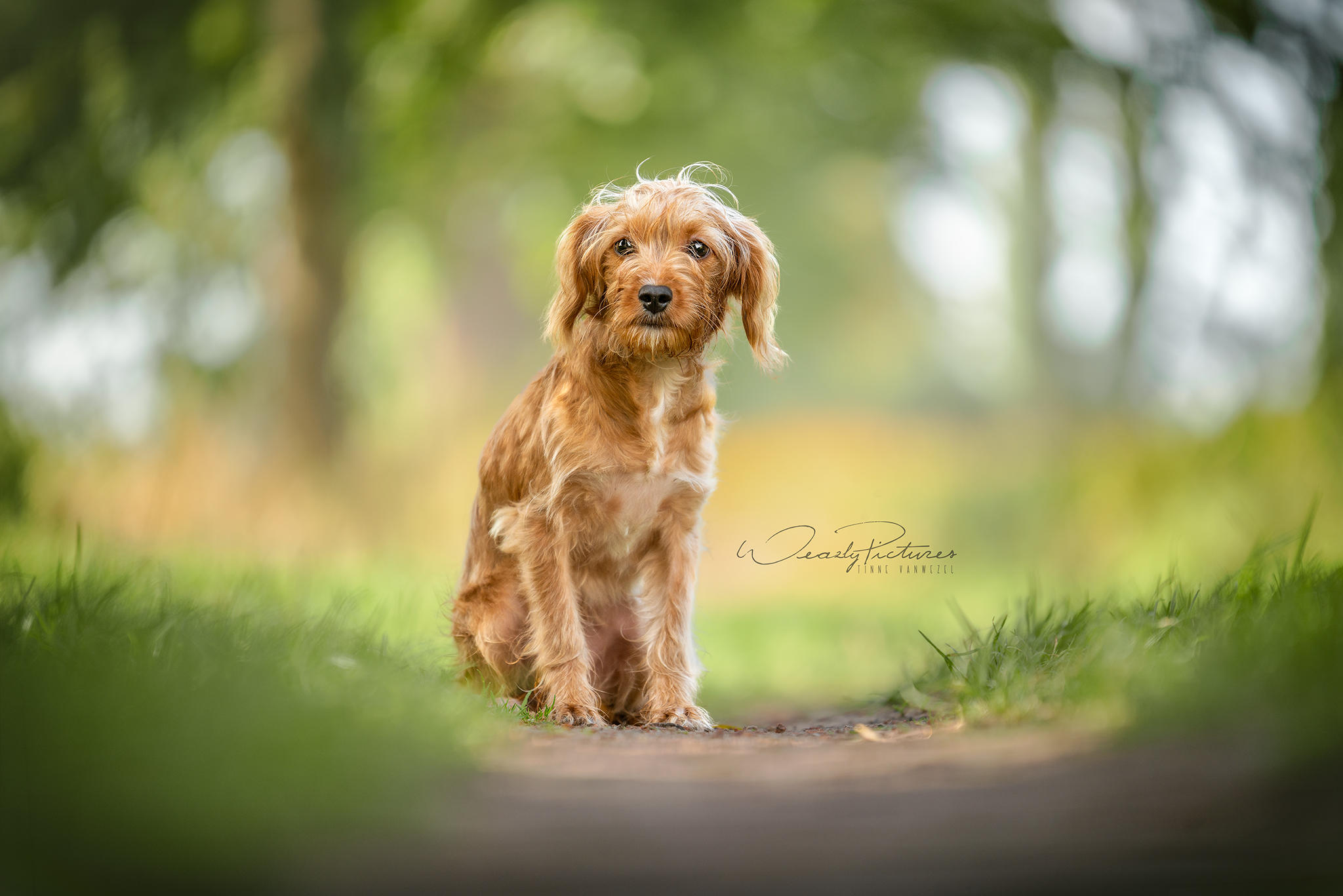 Moos - ♀ - 0 jaar en 5 maand - Kruising