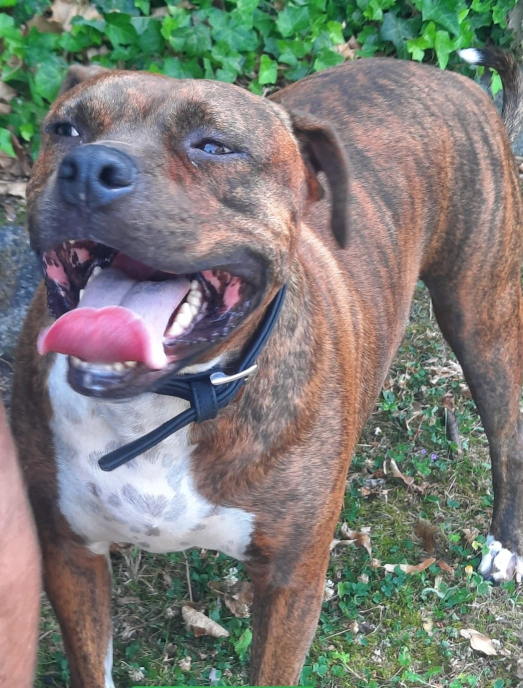Dex