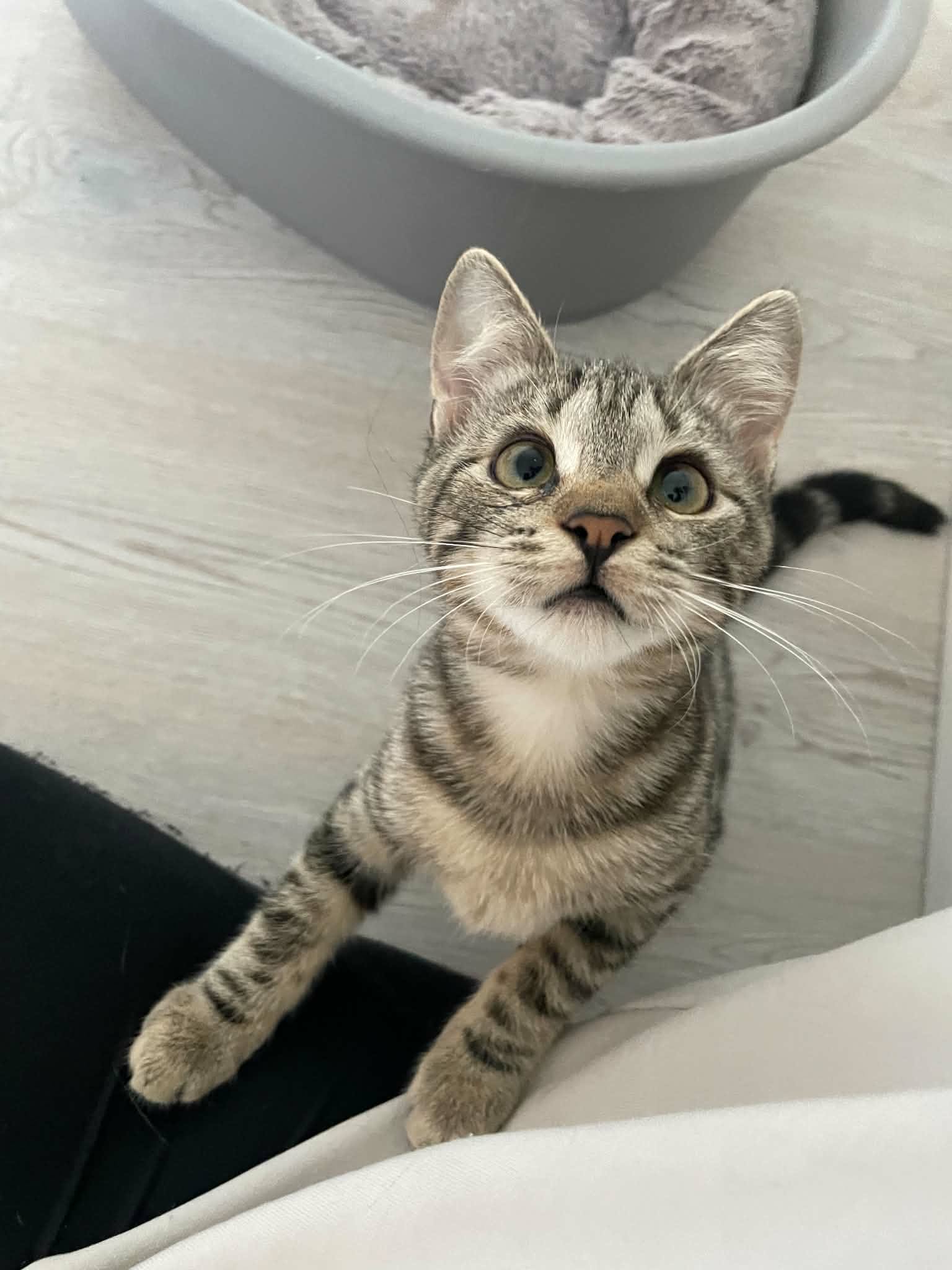 Myra