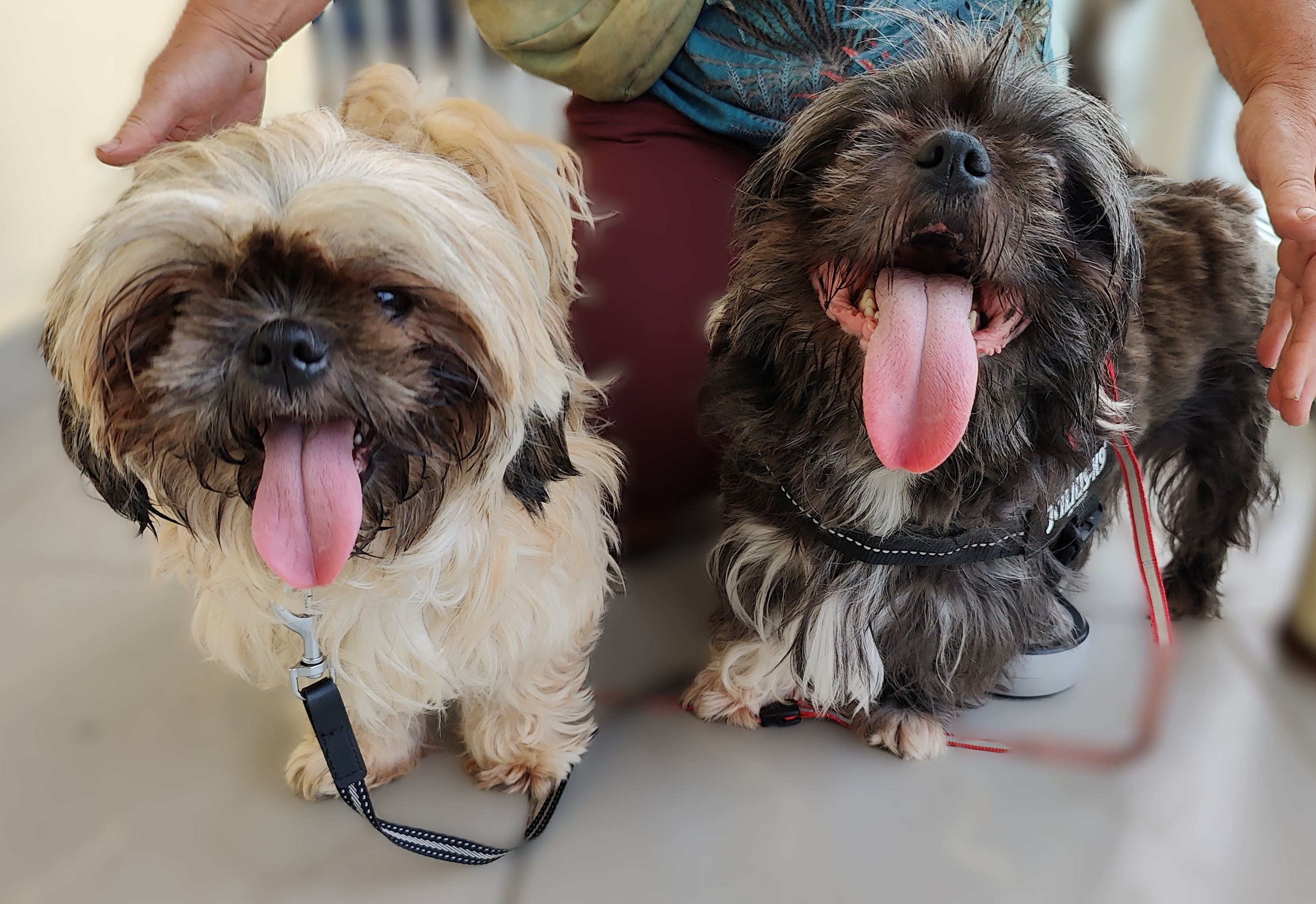 Roxy - ♂ - 2 jaar en 3 maand - Shih Tzu