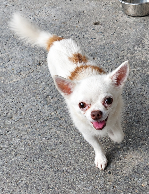 King - ♂ - 6 jaar en 8 maand - Chihuahua