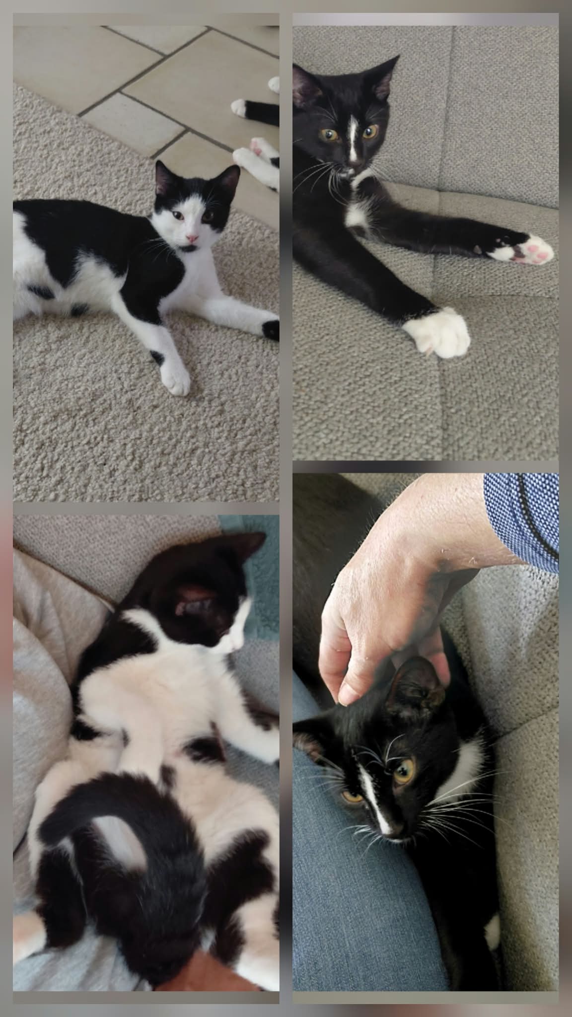 Pele