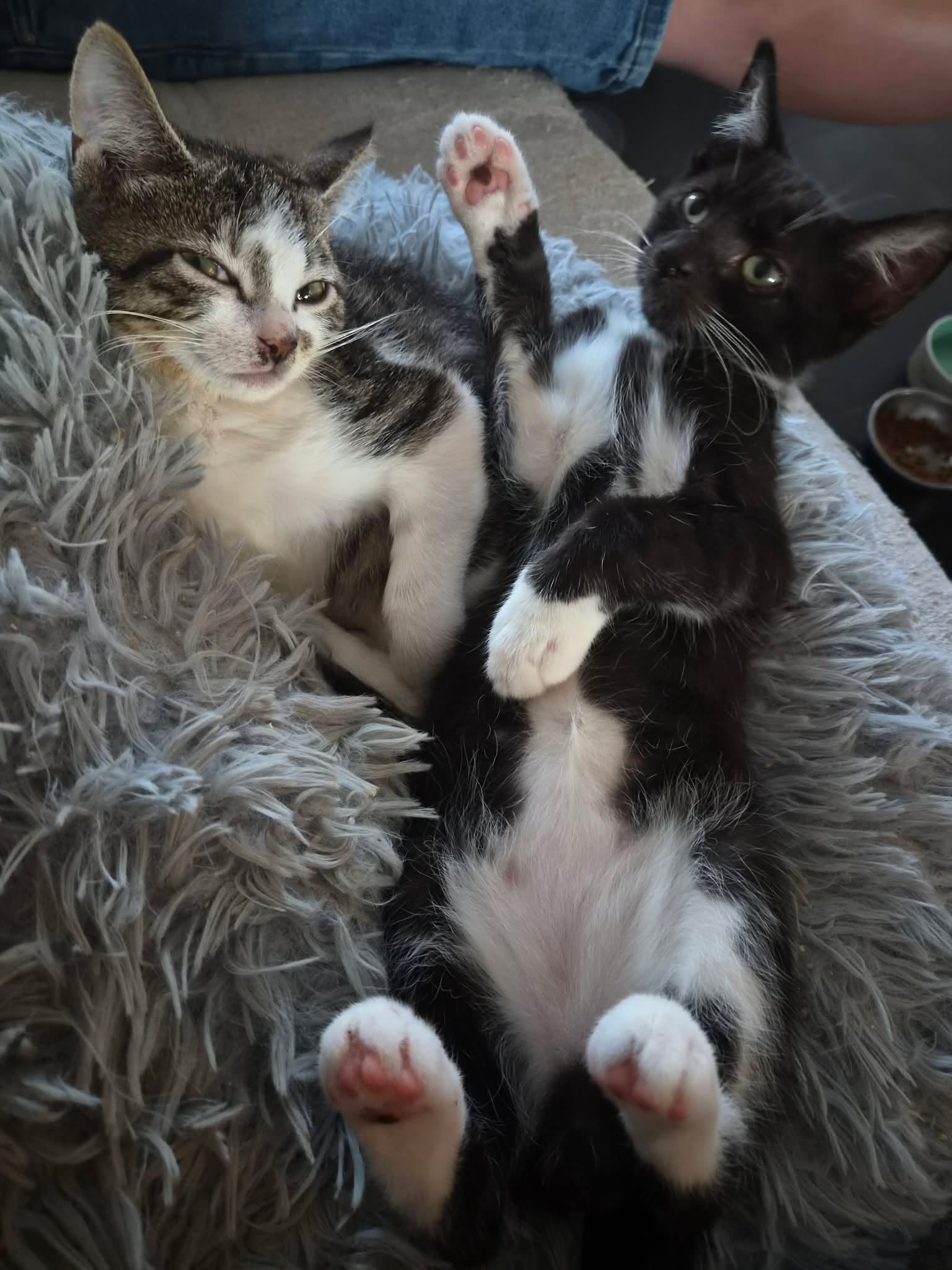 Otis