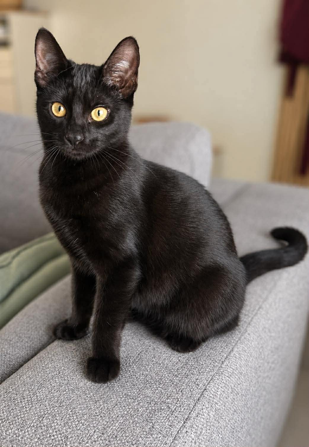 Nyx