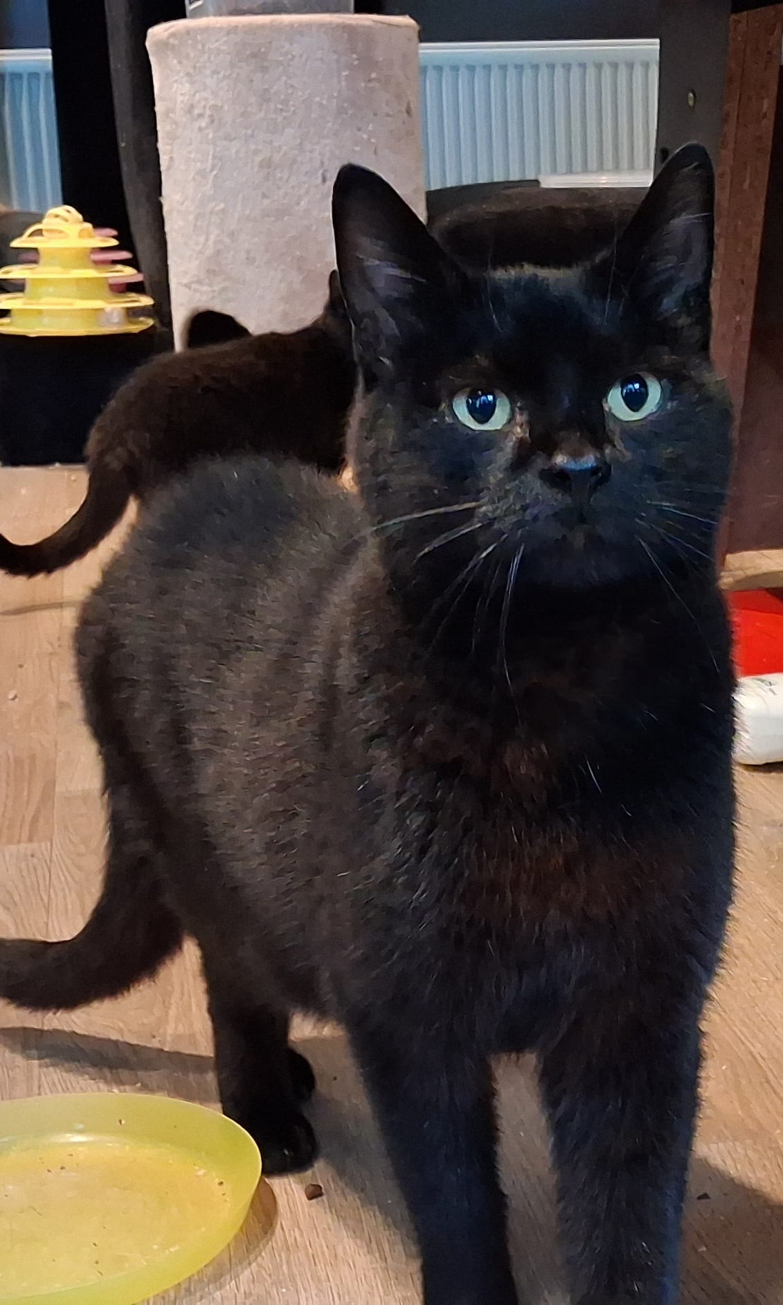 Foto Otto