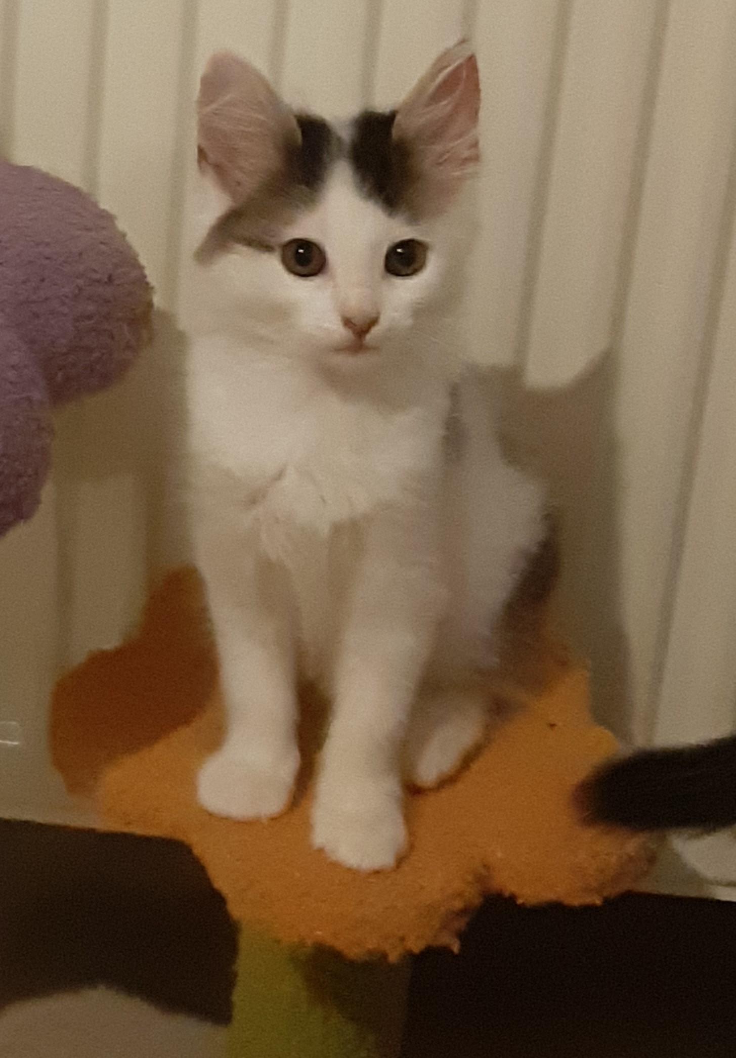 Additional picture of Lennon