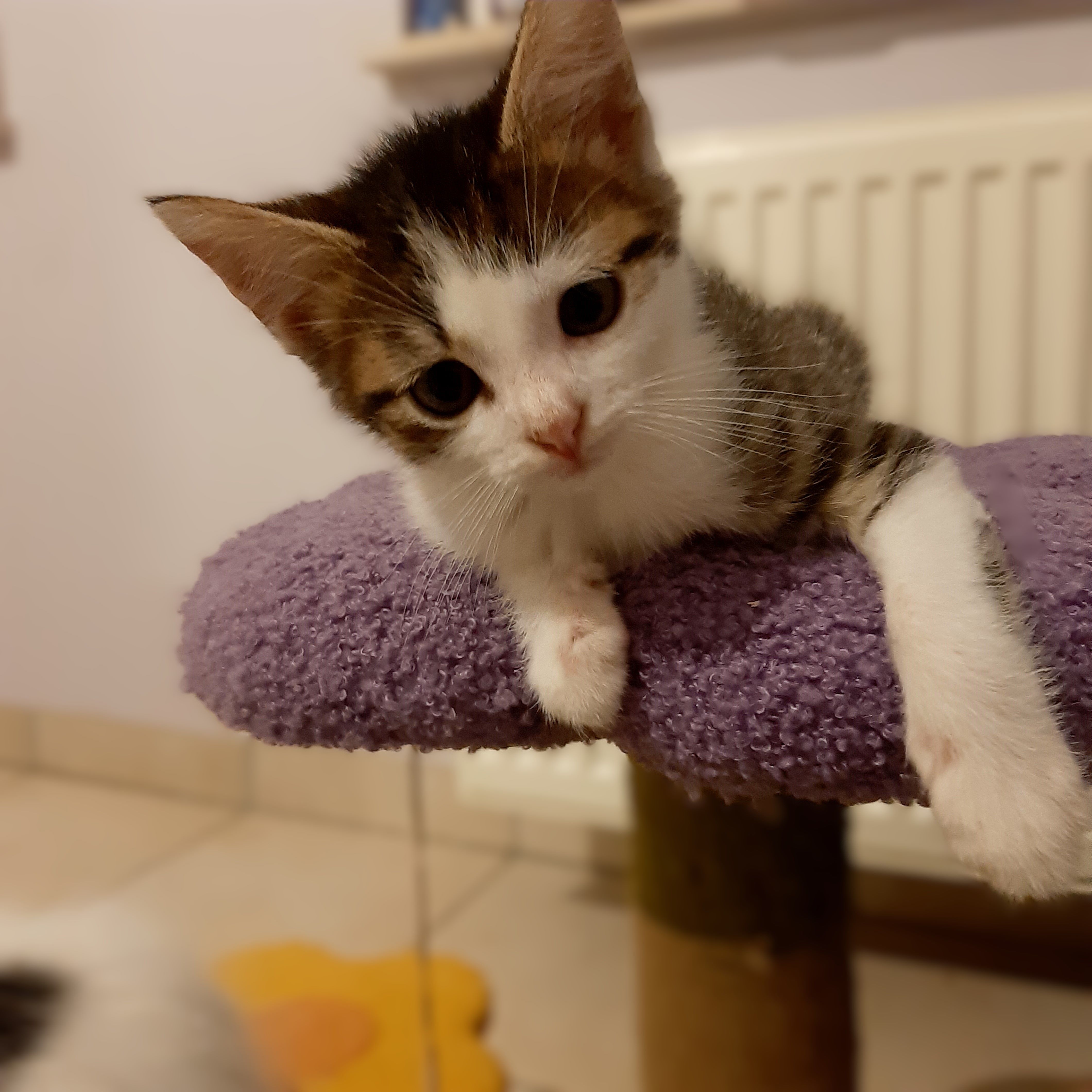 Additional picture of Lennon