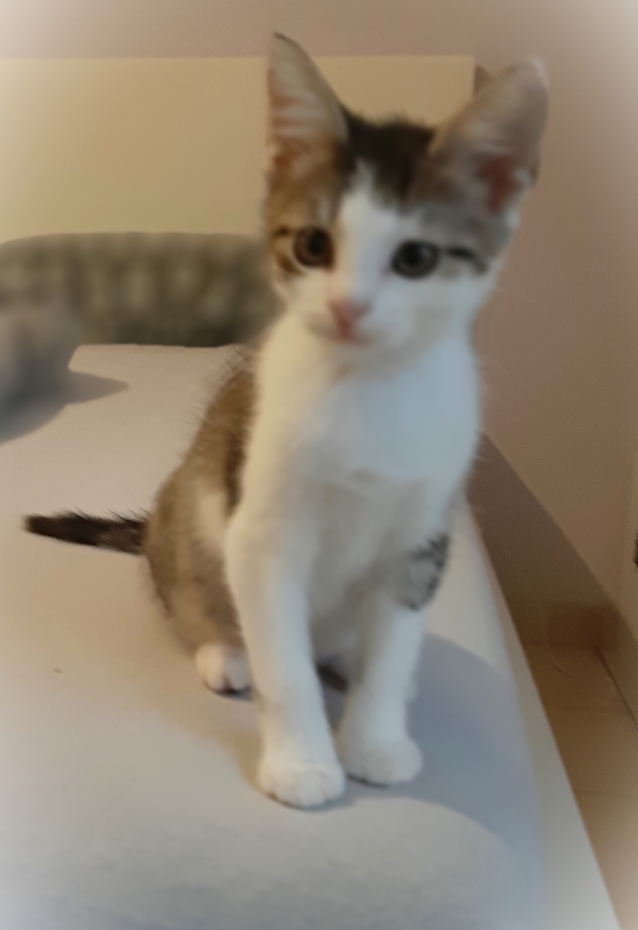 Additional picture of Lennon