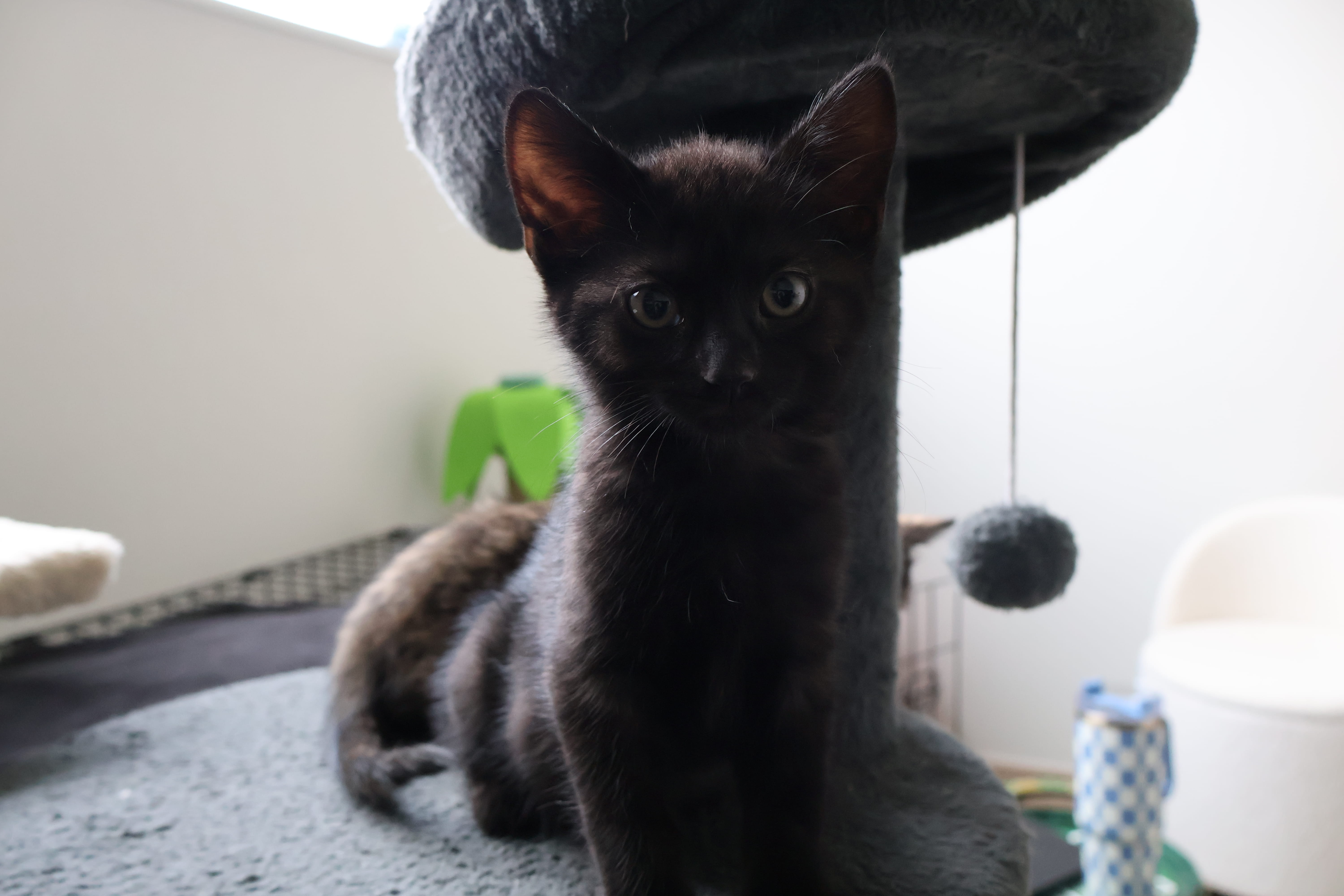 Additional picture of Cay