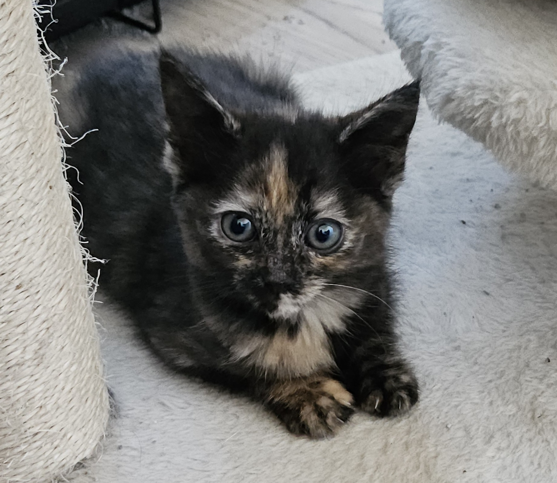 Additional picture of Cosmo