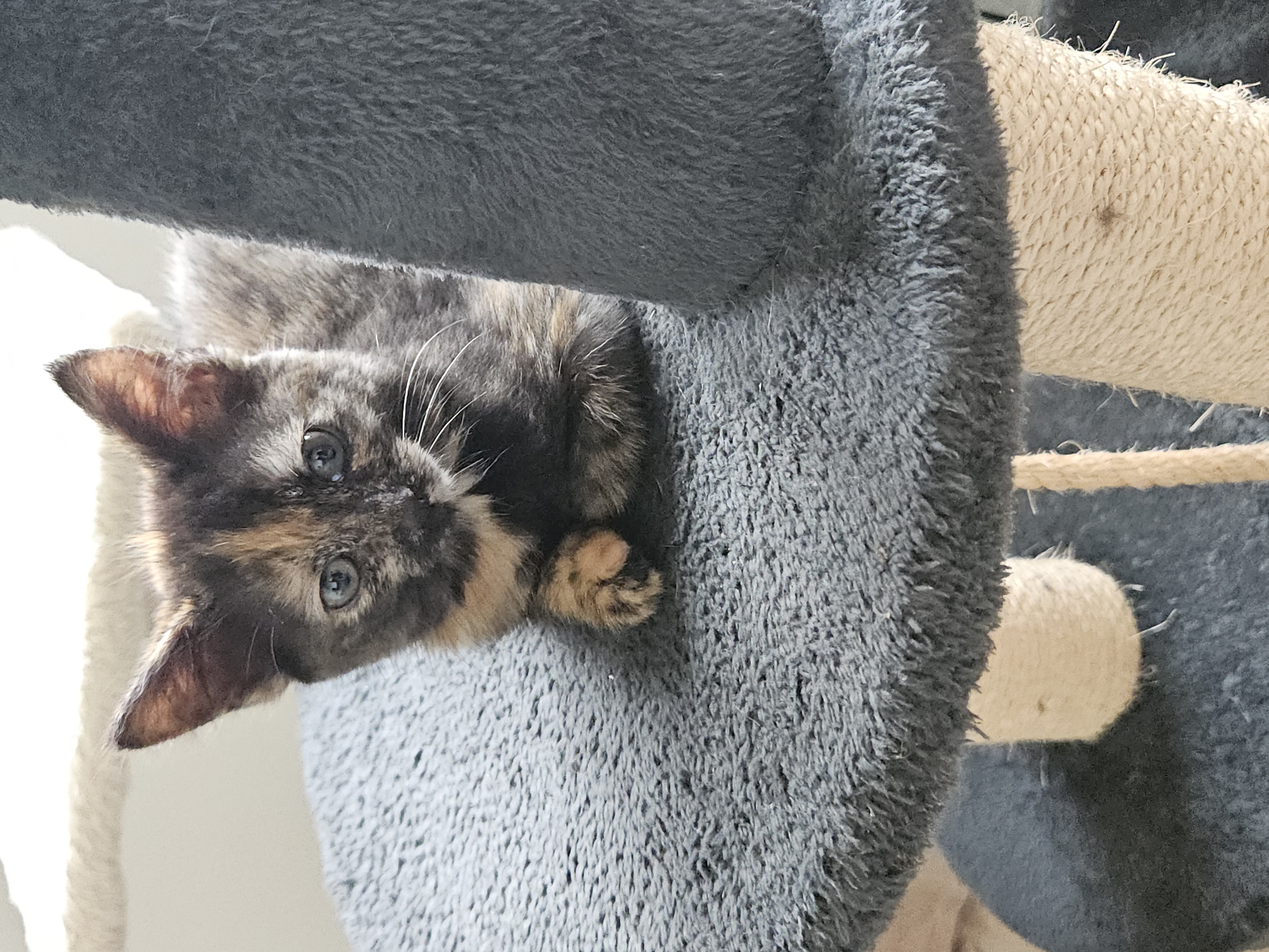 Additional picture of Cosmo
