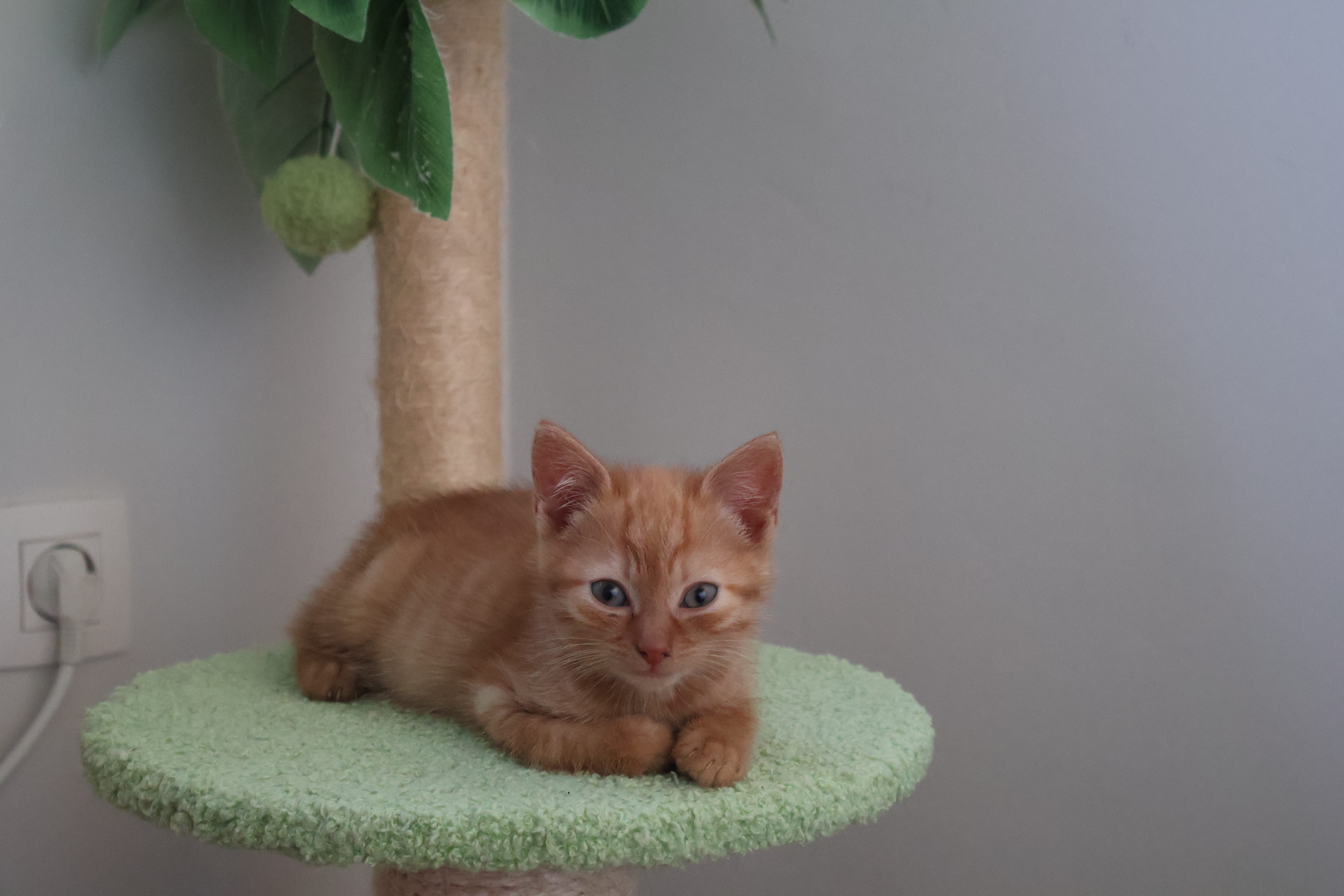 Additional picture of Cosmo