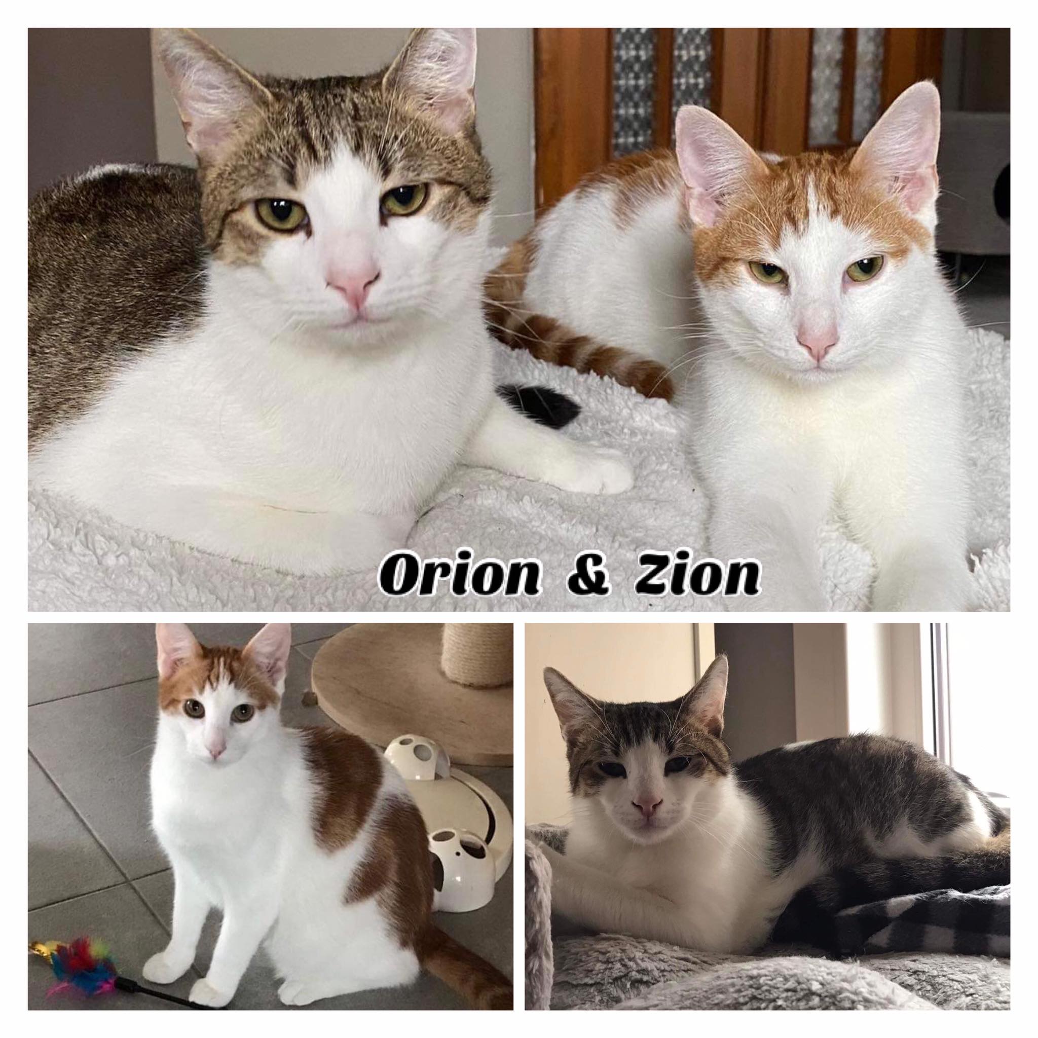 Orion en Zion DUO